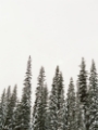 Picture of WINTER TREES II