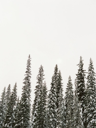 Picture of WINTER TREES II