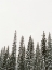 Picture of WINTER TREES II
