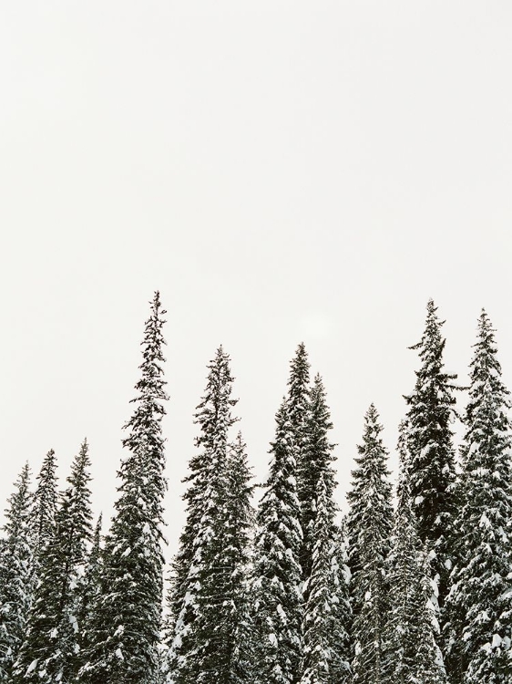 Picture of WINTER TREES II