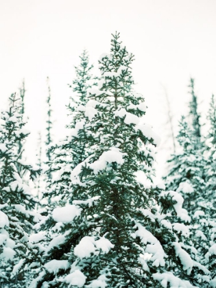 Picture of WINTER TREES III