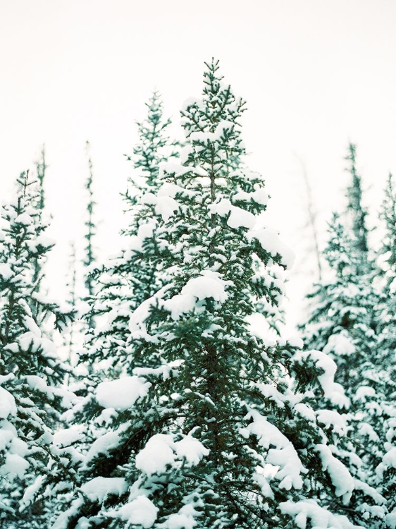 Picture of WINTER TREES III