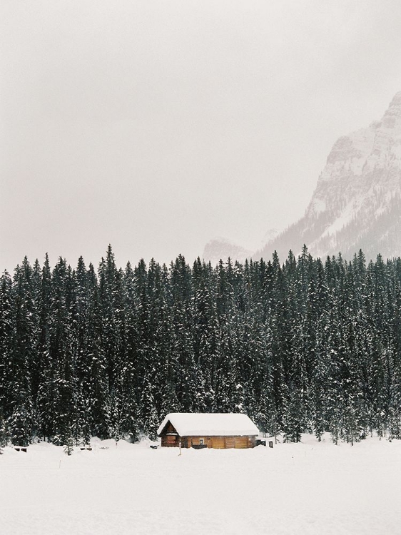 Picture of WINTER TREES IV