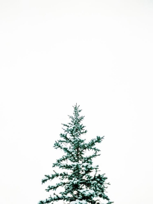 Picture of WINTER TREES V