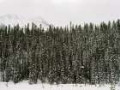 Picture of WINTER TREES VI