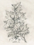 Picture of VINTAGE LODGE LEAVES I