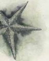 Picture of FOUND STARFISH I