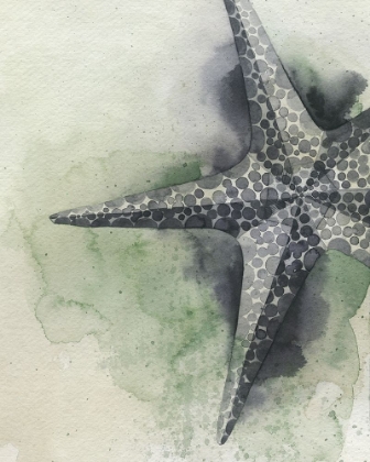 Picture of FOUND STARFISH II