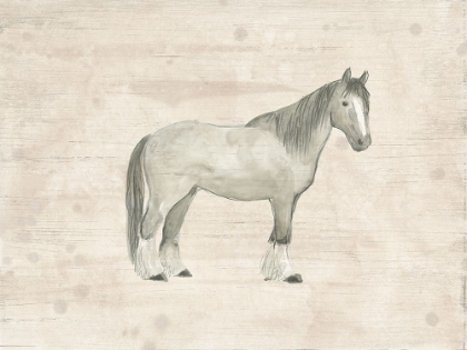 Picture of ANTIQUE EQUINE SKETCH I