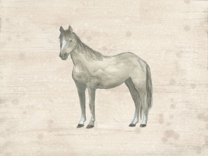 Picture of ANTIQUE EQUINE SKETCH II