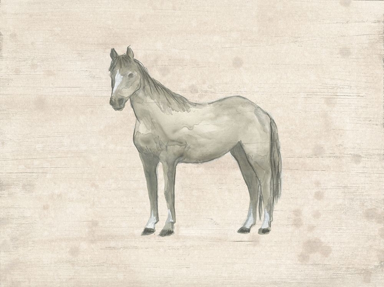 Picture of ANTIQUE EQUINE SKETCH II