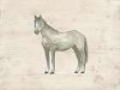 Picture of ANTIQUE EQUINE SKETCH II