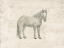 Picture of ANTIQUE EQUINE SKETCH III