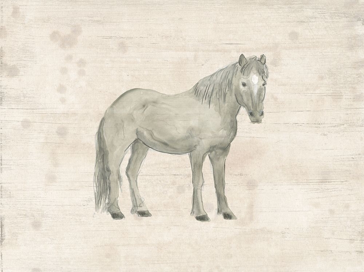 Picture of ANTIQUE EQUINE SKETCH III
