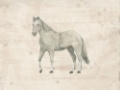 Picture of ANTIQUE EQUINE SKETCH IV