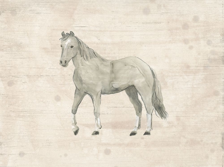 Picture of ANTIQUE EQUINE SKETCH IV