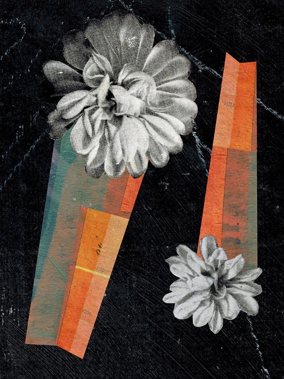 Picture of SPACE DAHLIA II