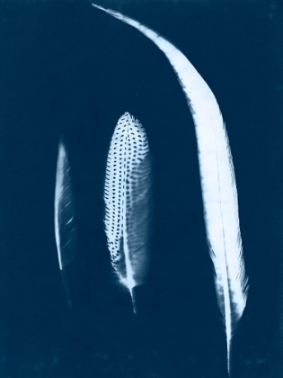 Picture of CYANOTYPE FEATHER TRIO II