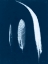 Picture of CYANOTYPE FEATHER TRIO II