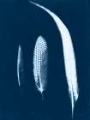 Picture of CYANOTYPE FEATHER TRIO II