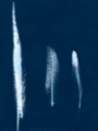 Picture of CYANOTYPE FEATHER TRIO III