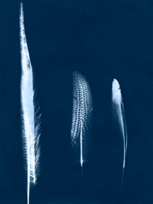 Picture of CYANOTYPE FEATHER TRIO III