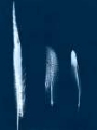 Picture of CYANOTYPE FEATHER TRIO III