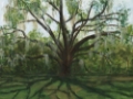 Picture of LIVE OAK I