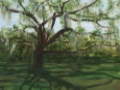 Picture of LIVE OAK II