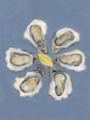 Picture of OYSTER PLATE II