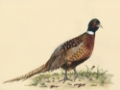 Picture of WATERCOLOR PHEASANTS I