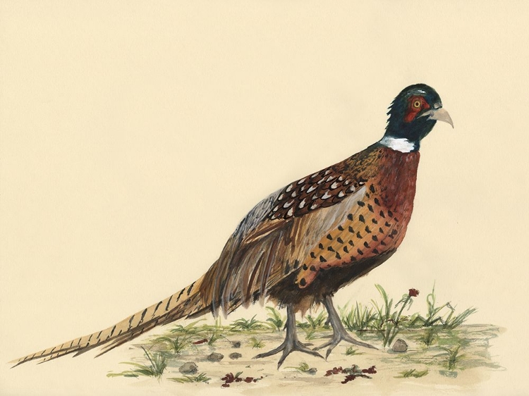 Picture of WATERCOLOR PHEASANTS I