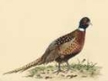 Picture of WATERCOLOR PHEASANTS I