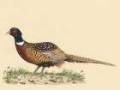 Picture of WATERCOLOR PHEASANTS II