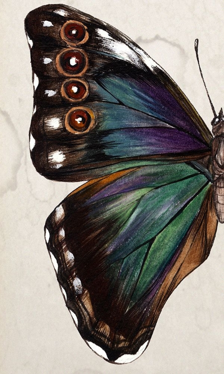 Picture of PURPLE WINGED STUDY I