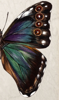 Picture of PURPLE WINGED STUDY II