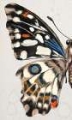 Picture of STAINED GLASS BUTTERFLY WING STUDY I
