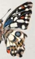 Picture of STAINED GLASS BUTTERFLY WING STUDY II