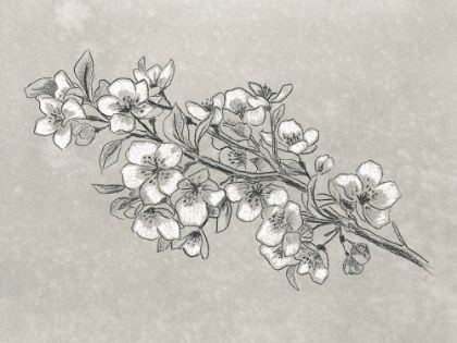 Picture of PETAL CONTRAST I