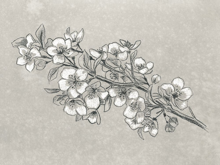 Picture of PETAL CONTRAST I