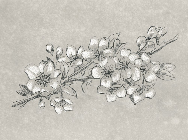 Picture of PETAL CONTRAST II