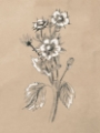 Picture of VINTAGE BOTANICAL SKETCH I