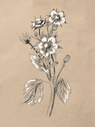 Picture of VINTAGE BOTANICAL SKETCH I