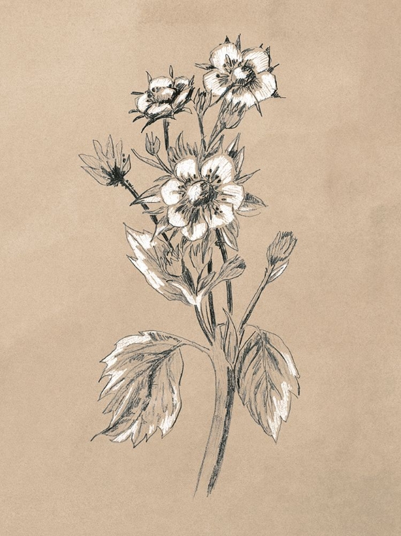 Picture of VINTAGE BOTANICAL SKETCH I