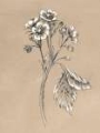 Picture of VINTAGE BOTANICAL SKETCH II