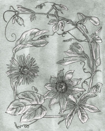 Picture of PASSION FLOWERS I