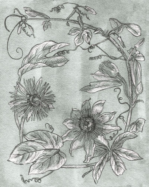 Picture of PASSION FLOWERS I