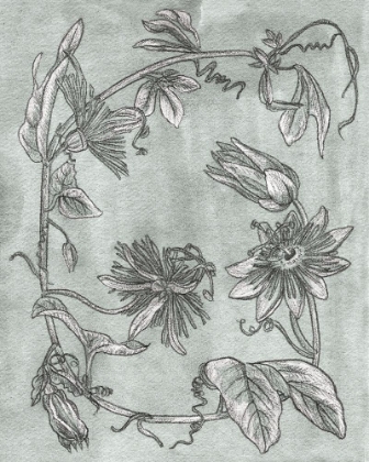 Picture of PASSION FLOWERS II