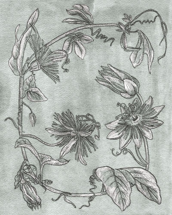 Picture of PASSION FLOWERS II