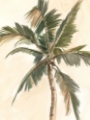 Picture of ANTIQUE WATERCOLOR PALM STUDY II